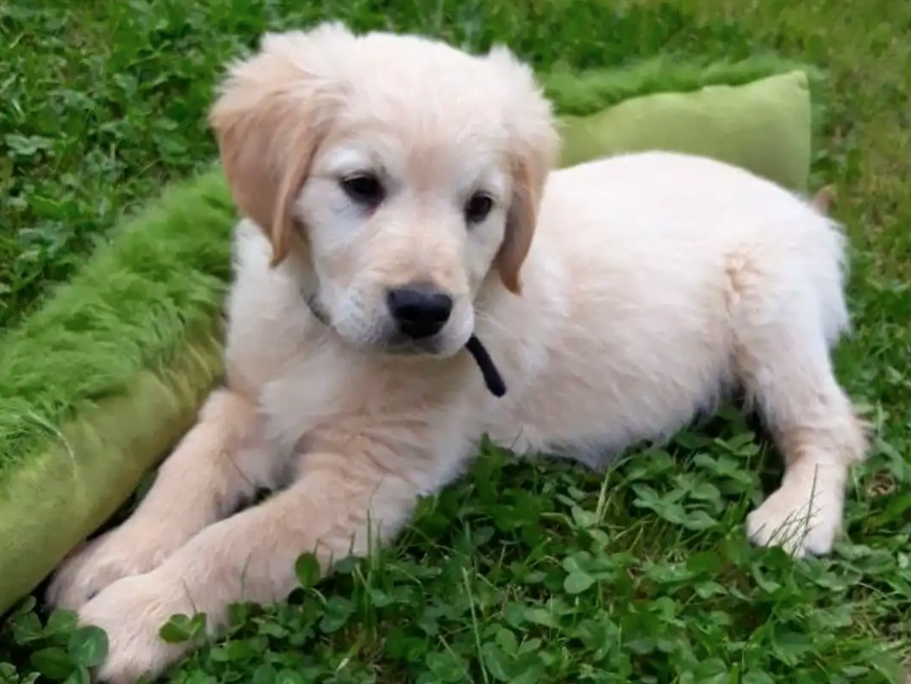 Comment apprendre la propreté a un chiot Golden Retriever